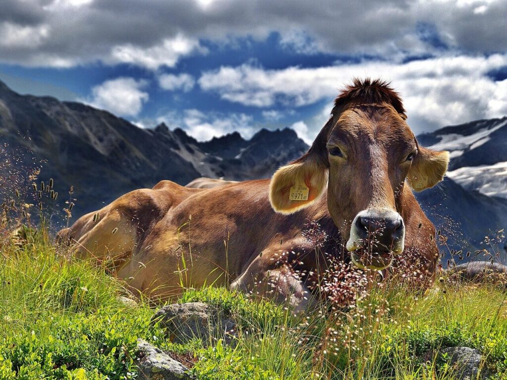 Brown cow resting in mountain meadow, cloudy sky.